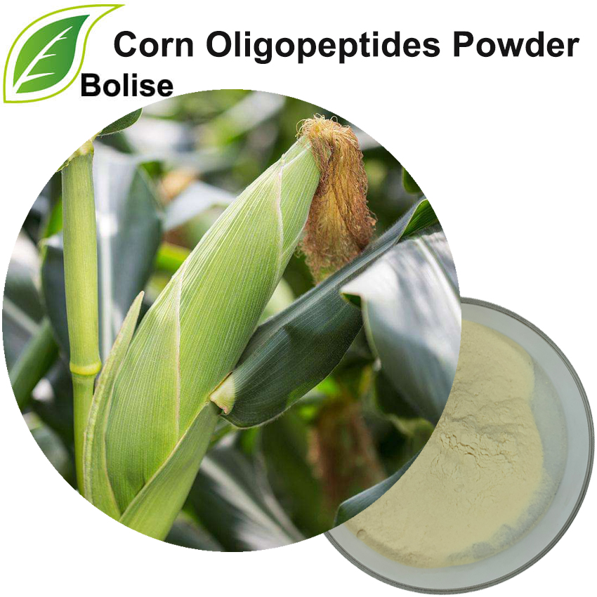  Corn Oligopeptides Powder