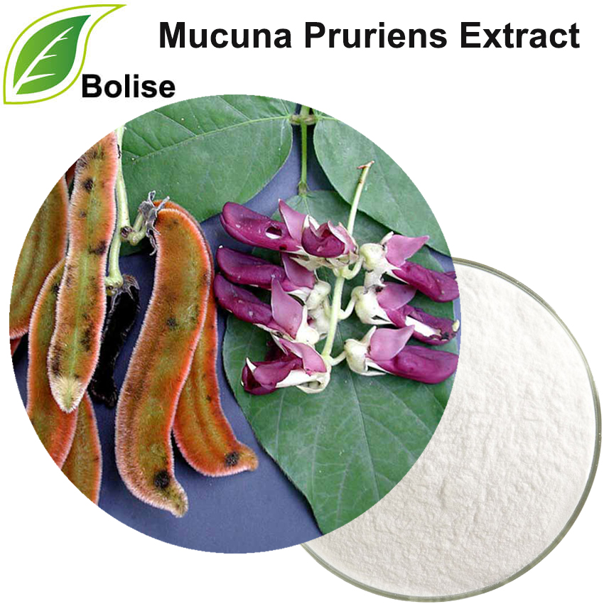 Mucuna Pruriens Extract