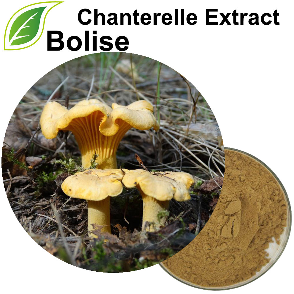 Chanterelle Extract(Cantharellus Cibarius Extract)
