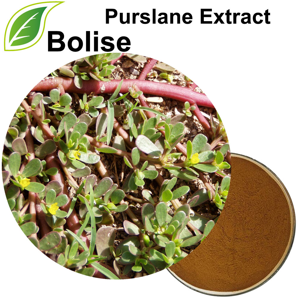 Purslane Extract(Portulaca Oleracea Extract)