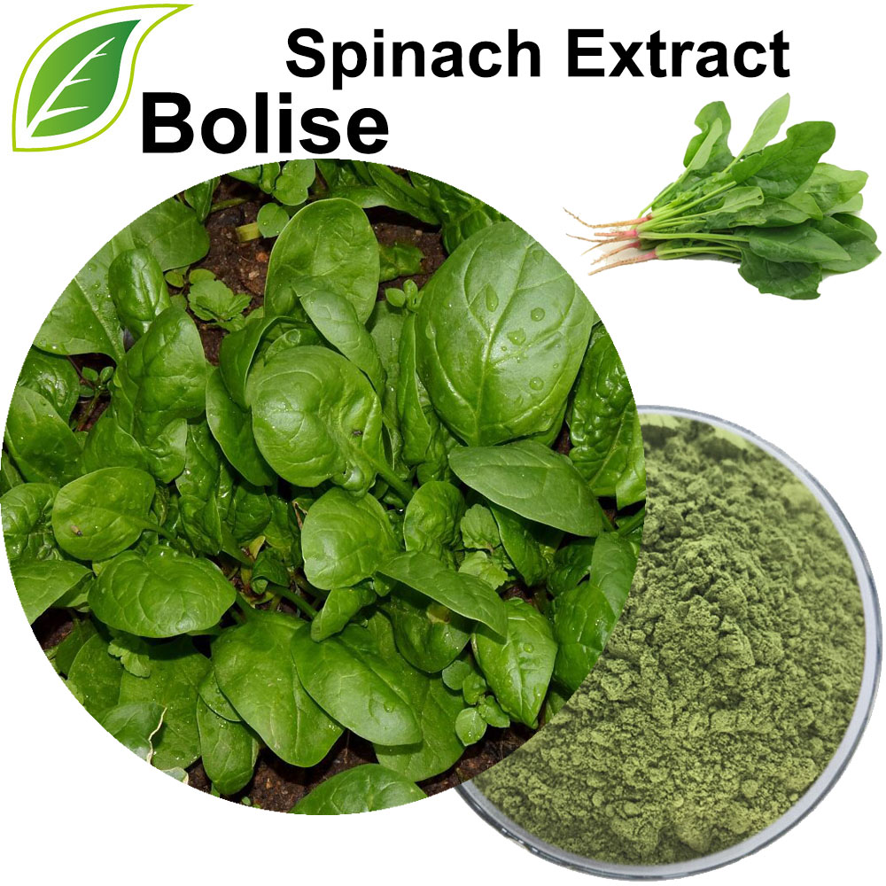 Spinacia Oleracea Extract(Spinach Extract)