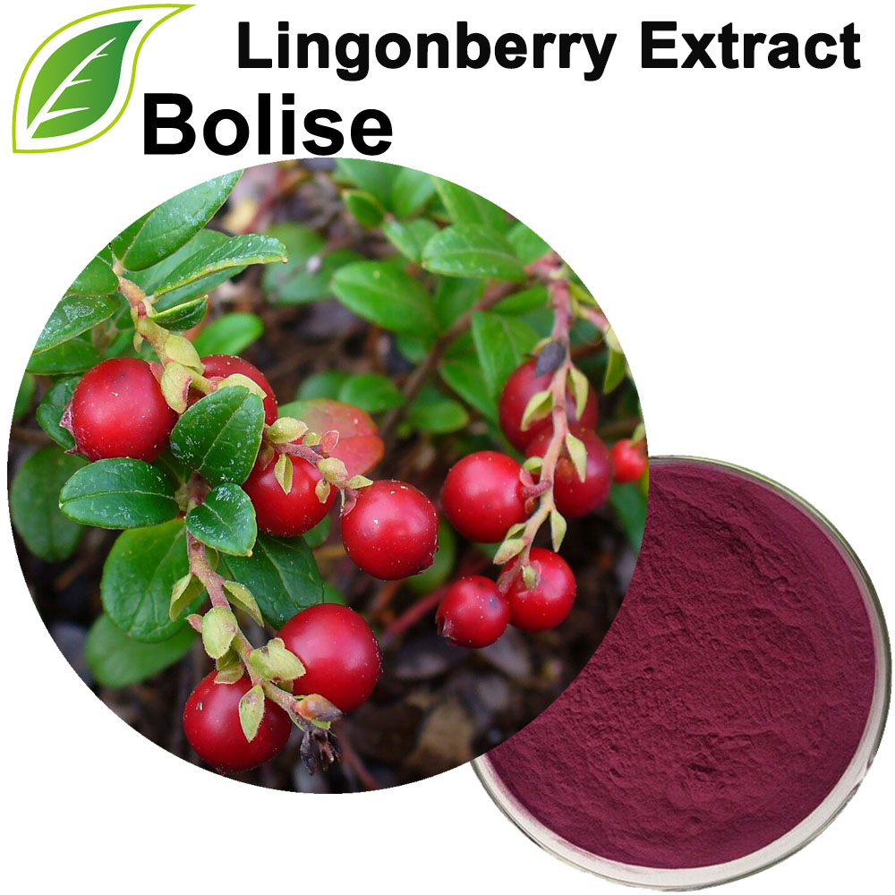 Lingonberry Extract(Cowberry Extract)