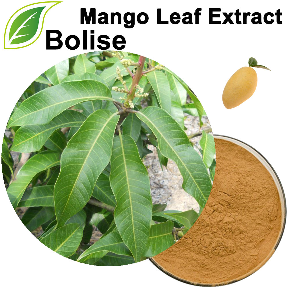Mango Leaf Extract(Mango Leaves Extract)