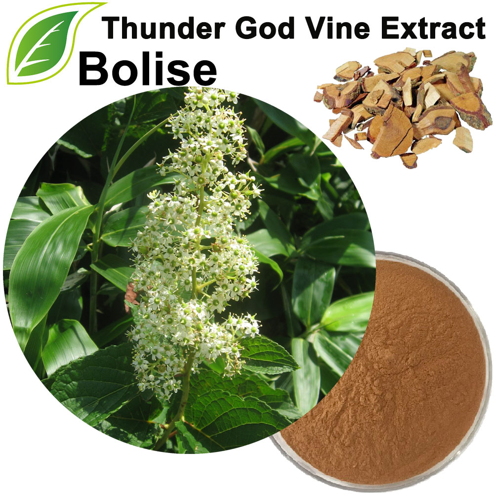 Thunder God Vine Extract