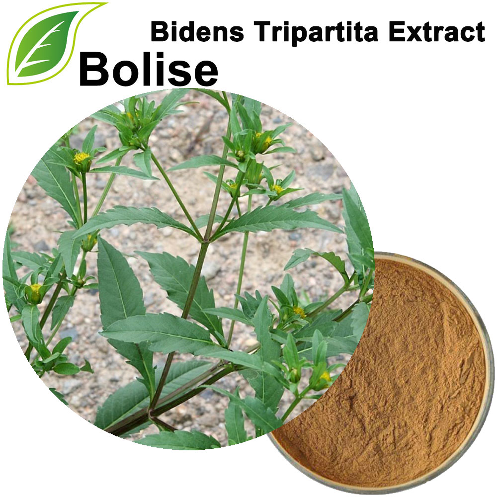 Bidens Tripartita Extract