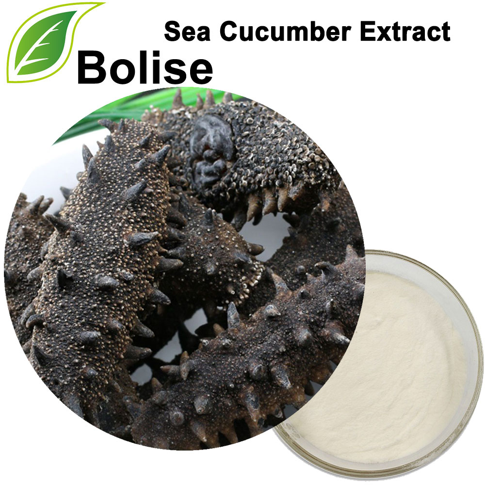 Sea Cucumber Extract