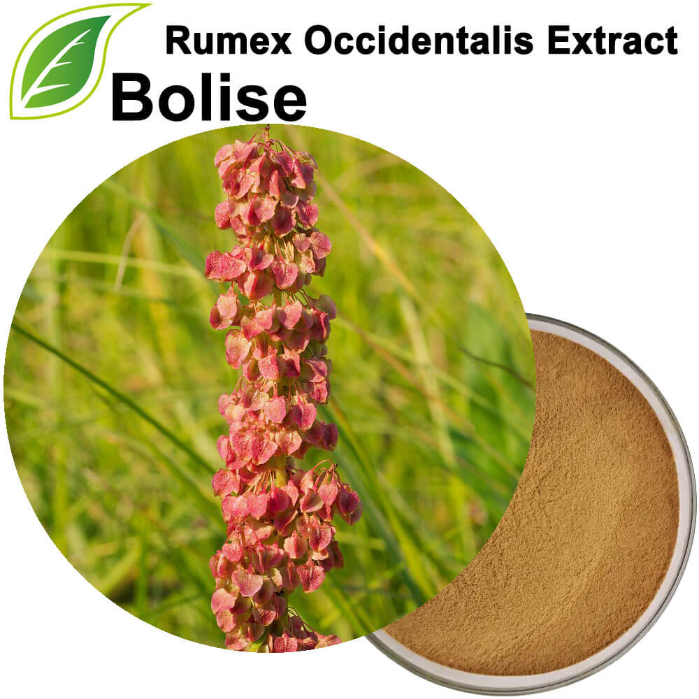 Rumex Occidentalis Extract(Western Dock Extract)