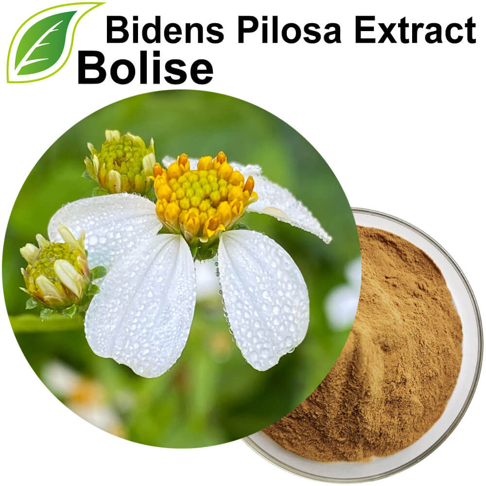Bidens Pilosa Extract