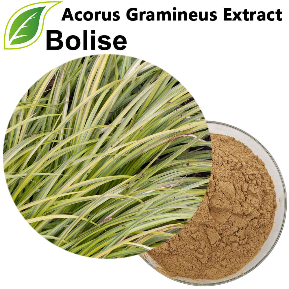 Acorus Gramineus Extract