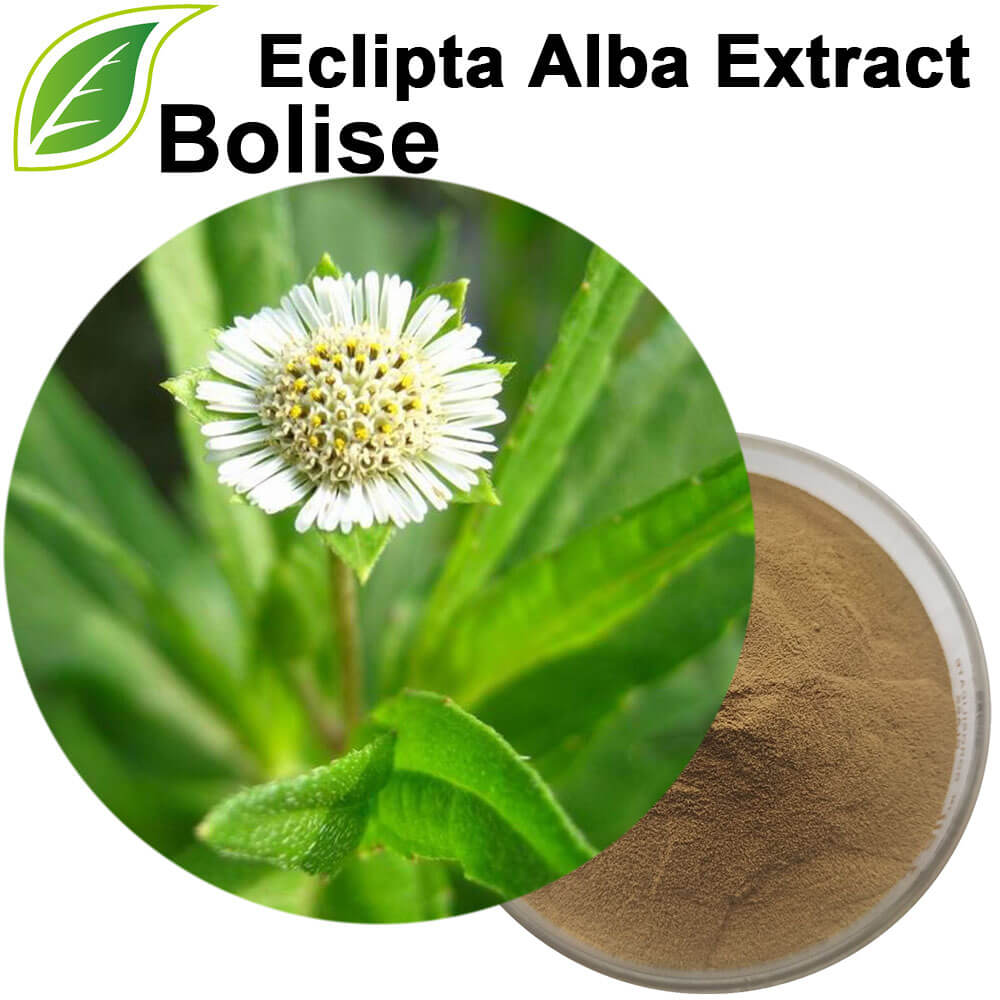 Eclipta Alba Extract