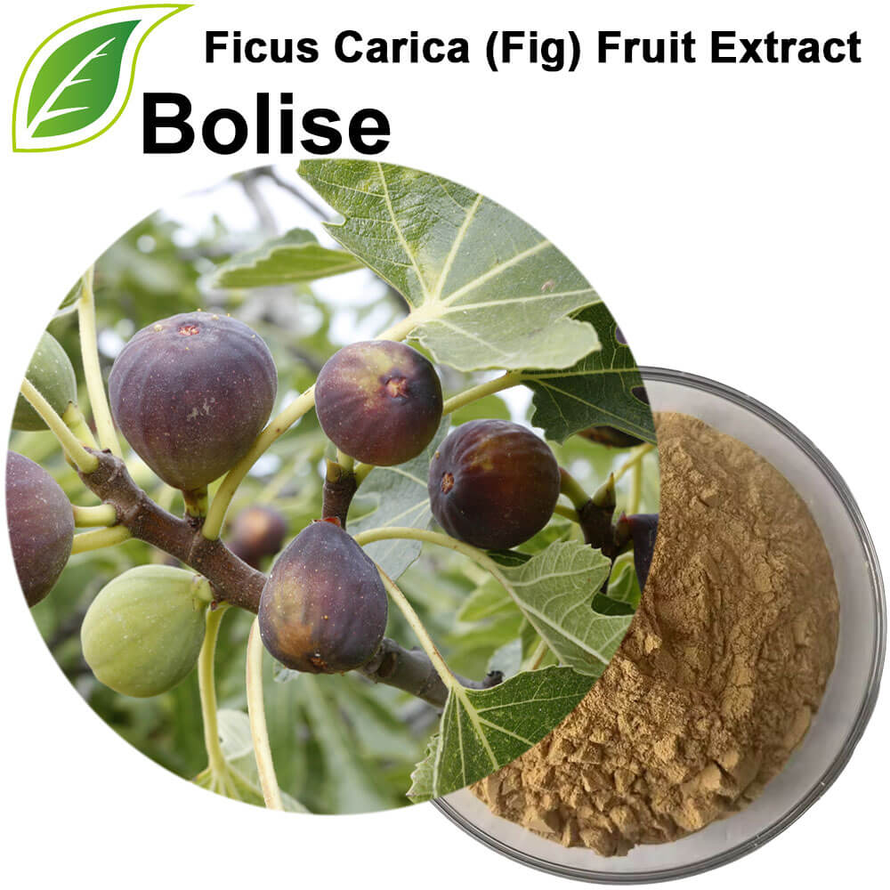 Ficus Carica (Fig) Fruit Extract