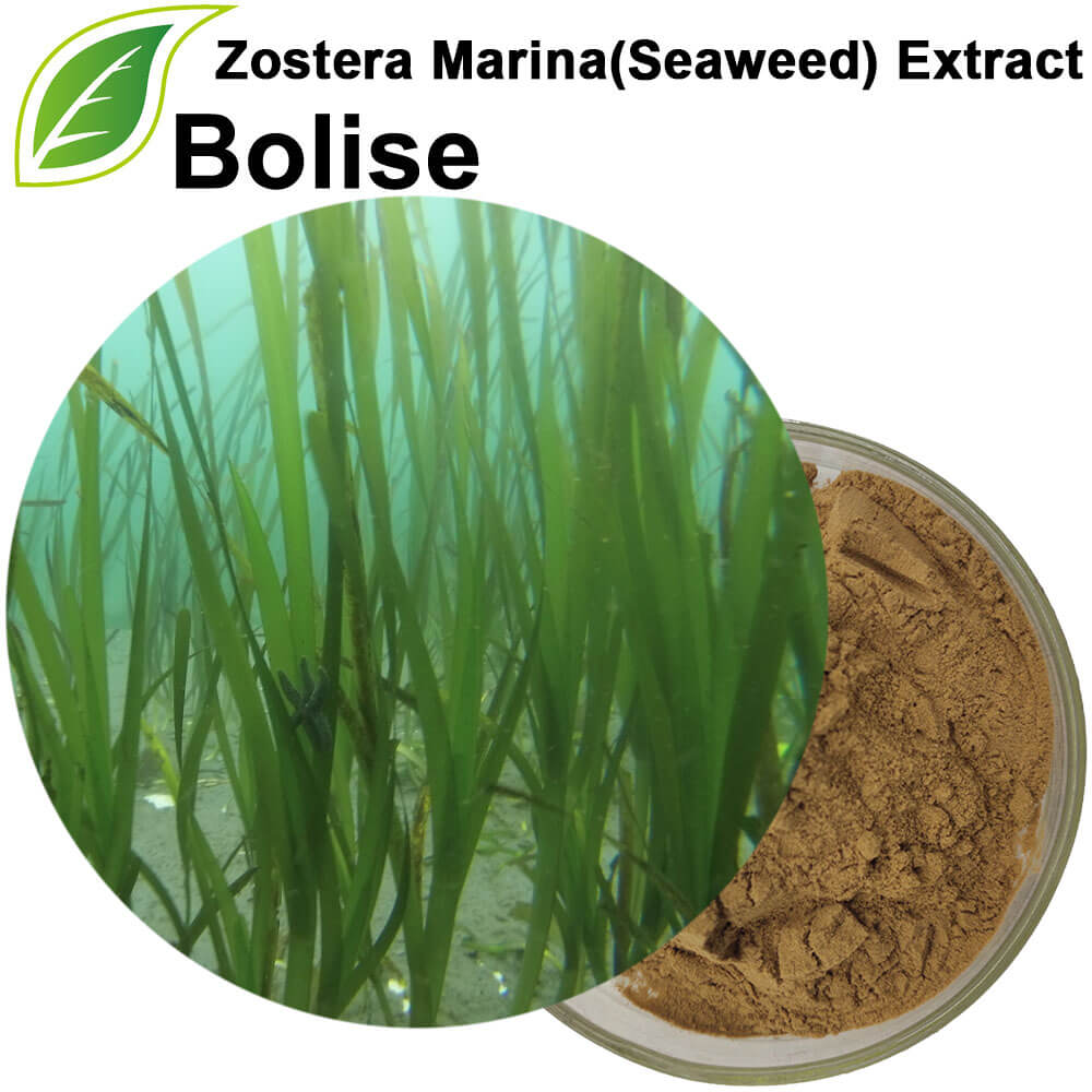Zostera Marina Extract