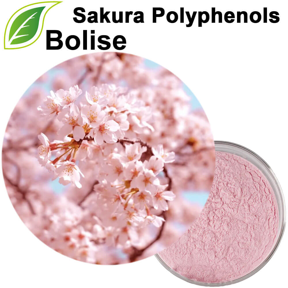 Sakura Polyphenols