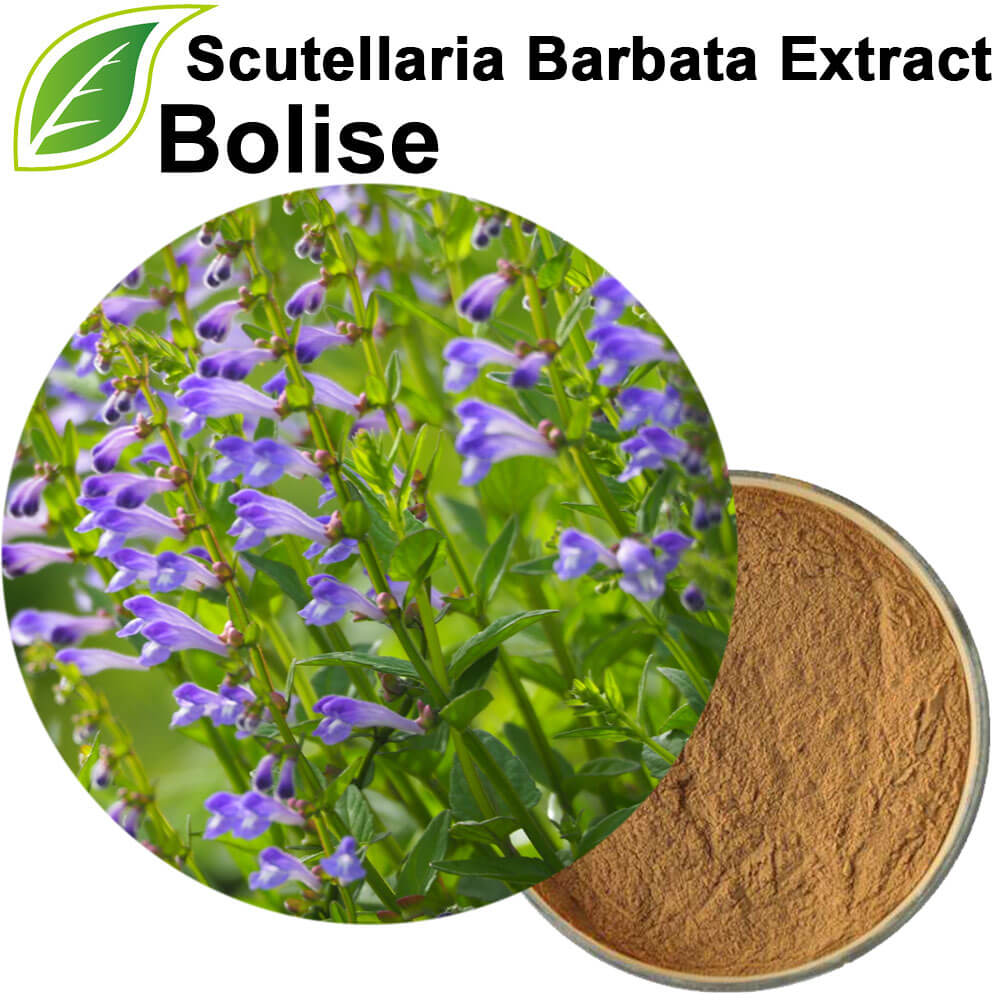 Scutellaria Barbata Extract