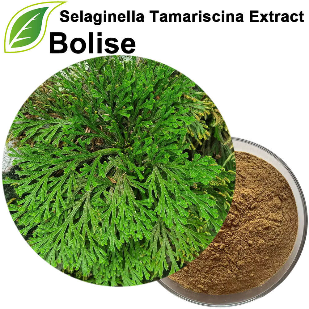 Selaginella Tamariscina Extract