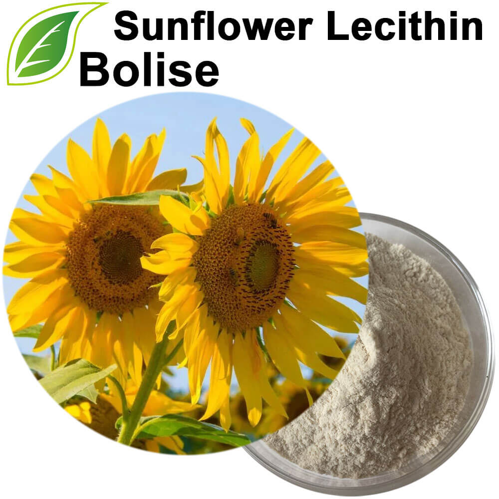 Sunflower Lecithin
