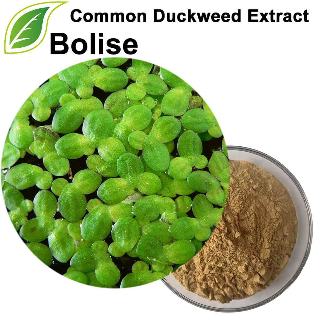Common Duckweed Extract