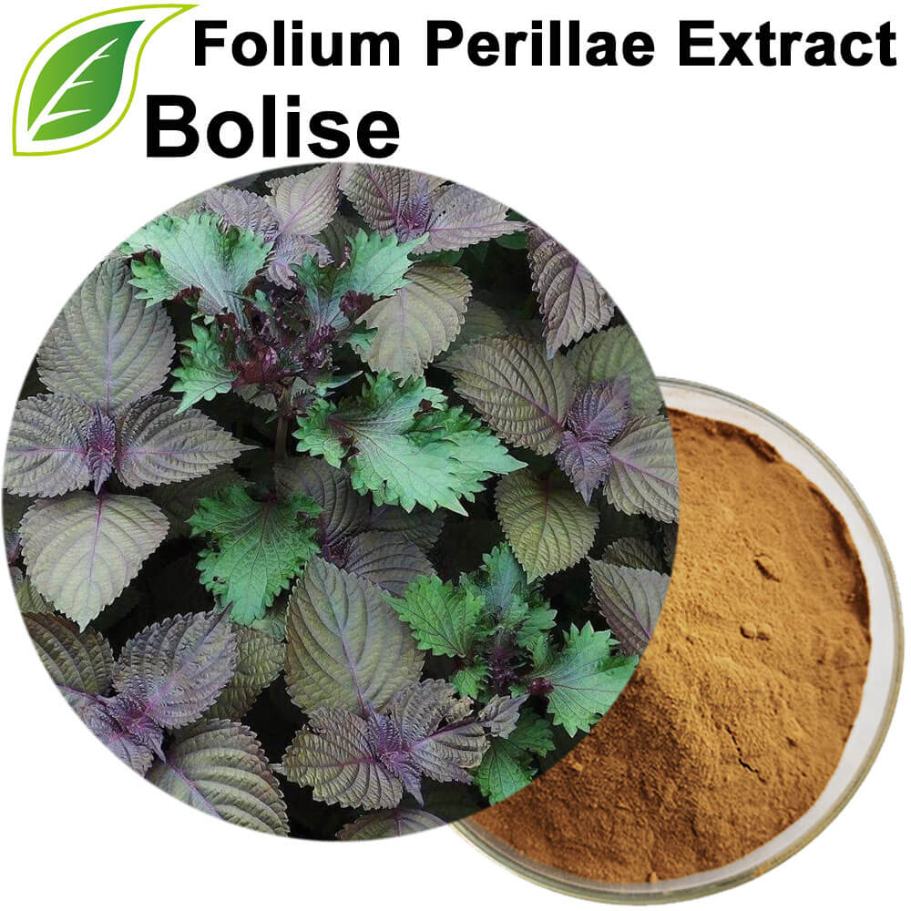 Folium Perillae Extract (Perilla Leaf Extract)