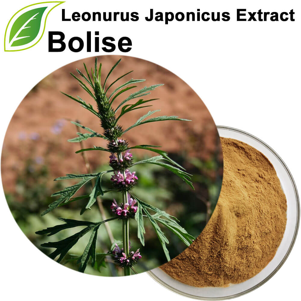 Leonurus Japonicus Extract