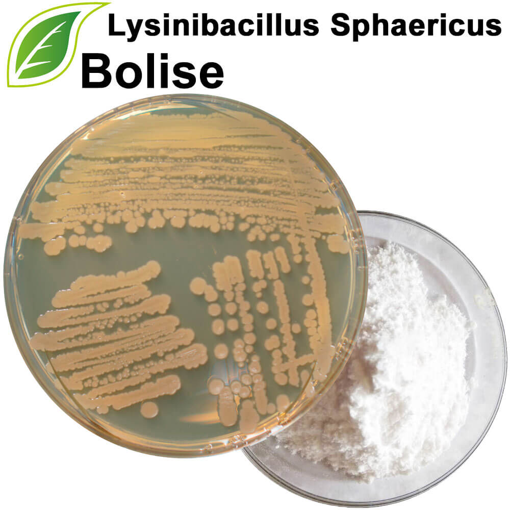 Lysinibacillus Sphaericus