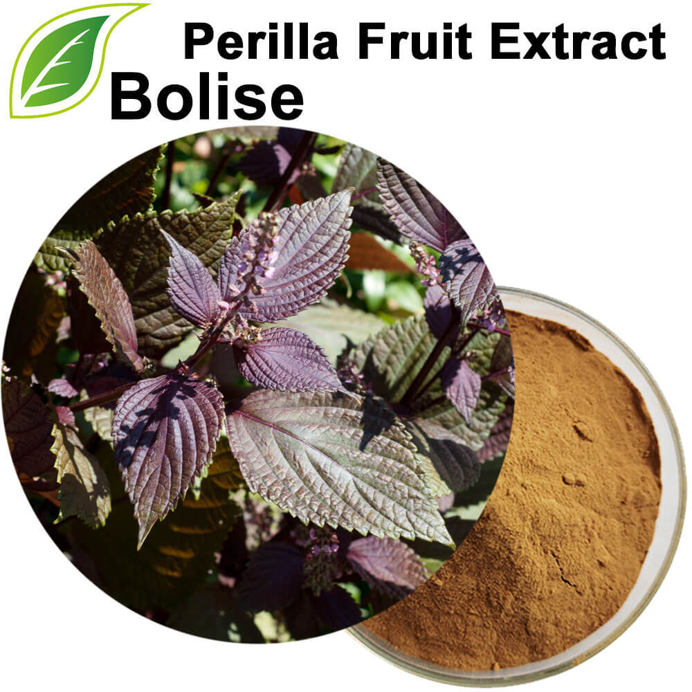 Perilla Fruit Extract
