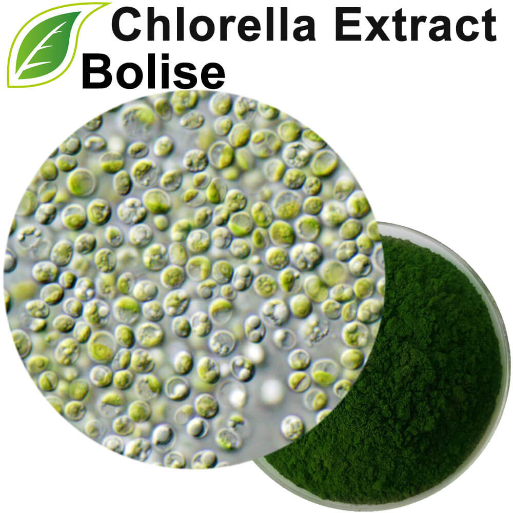 Chlorella Extract (Green Algae Extract)