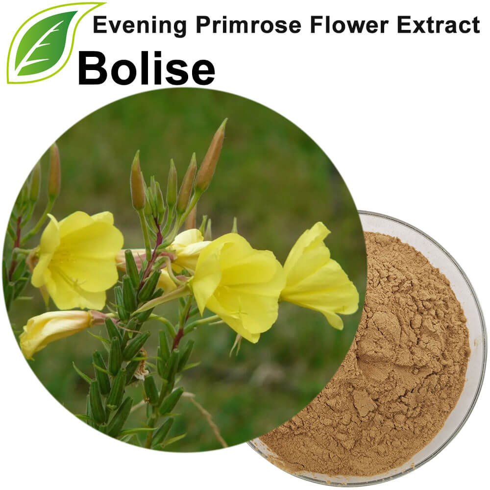 Evening Primrose Flower Extract
