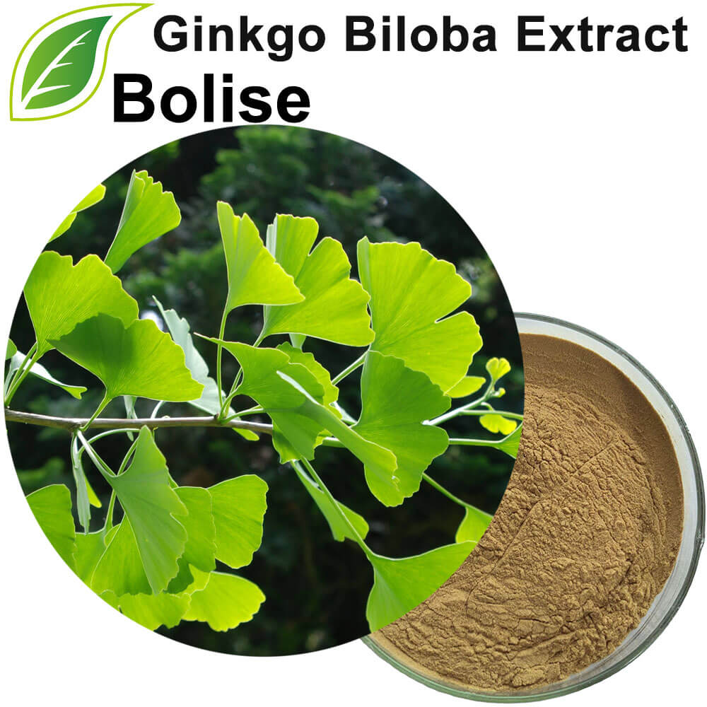 Ginkgo Biloba Extract
