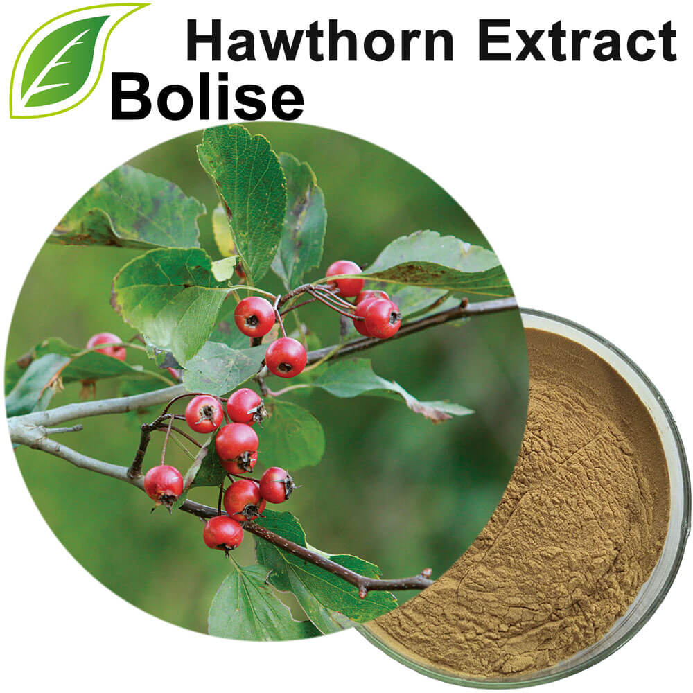 Hawthorn Extract