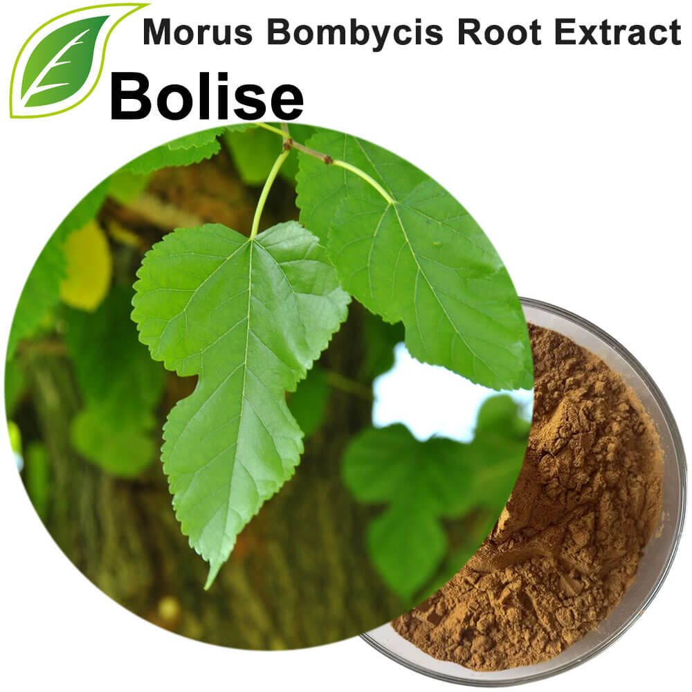 Morus Bombycis Root Extract