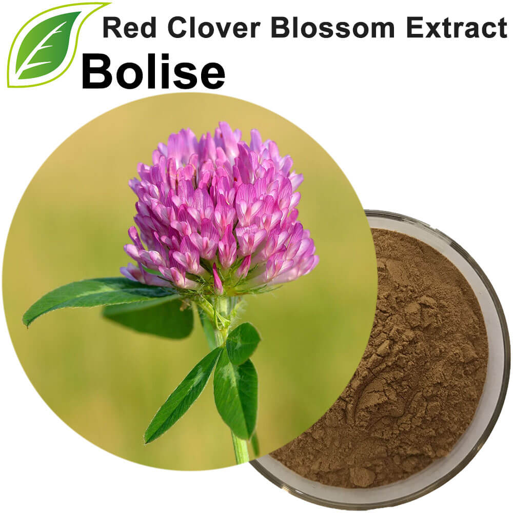 Red Clover Blossom Extract Powder