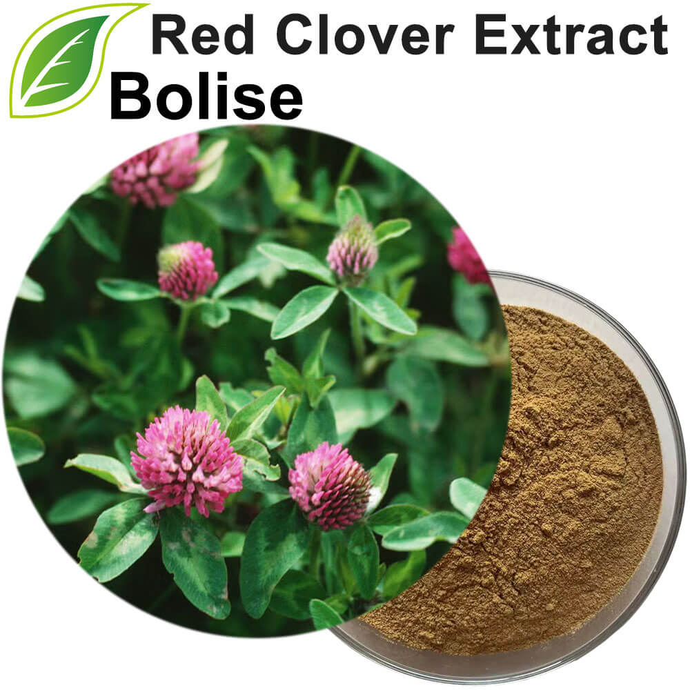 Red Clover Extract