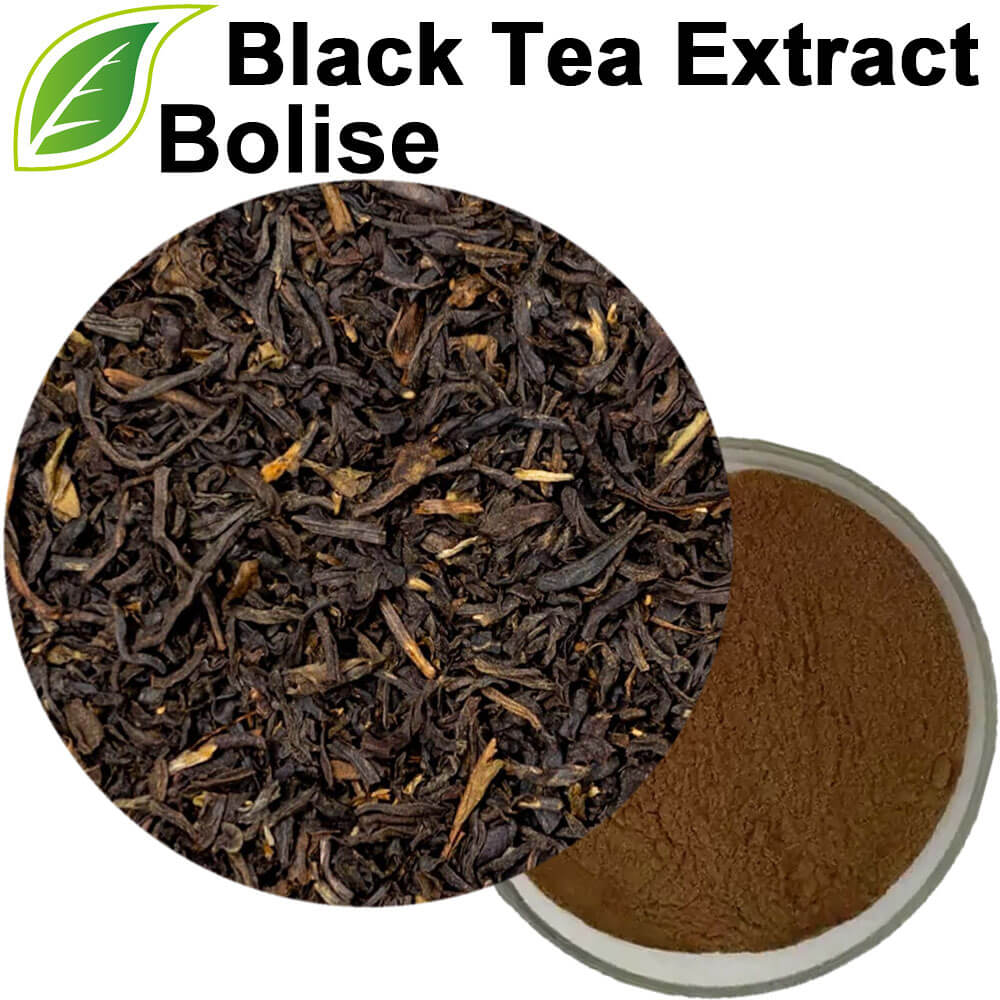 Black Tea Extract