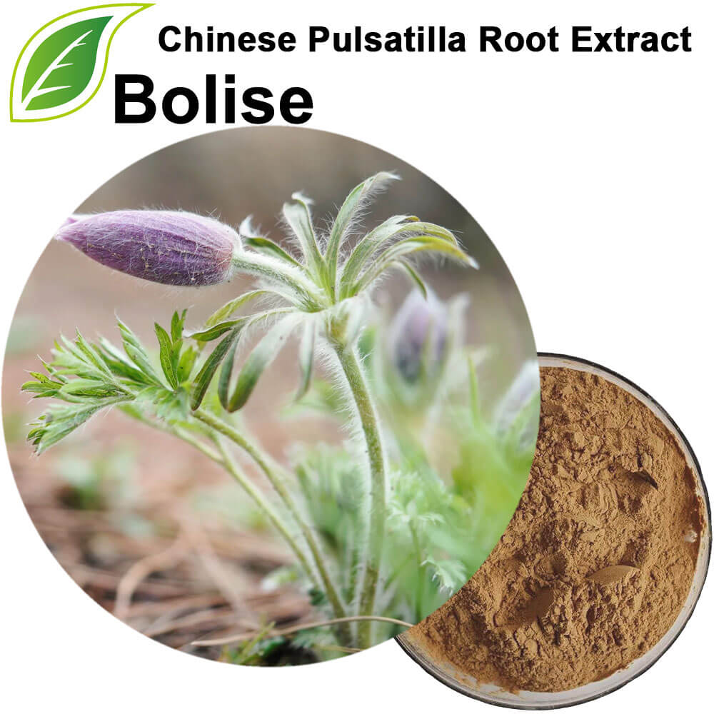 Chinese Pulsatilla Root Extract
