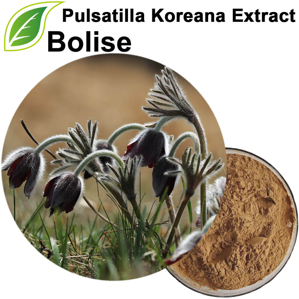 Pulsatilla Koreana Extract