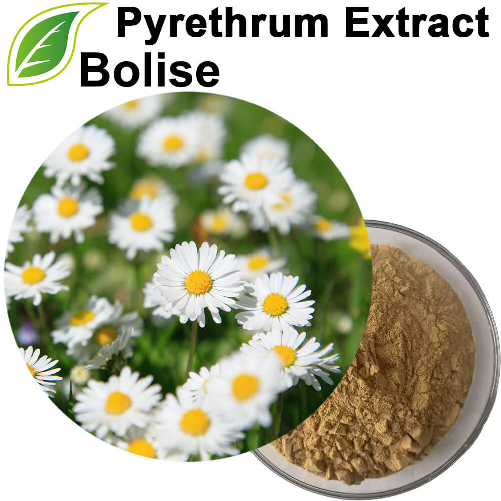 Pyrethrum Extract