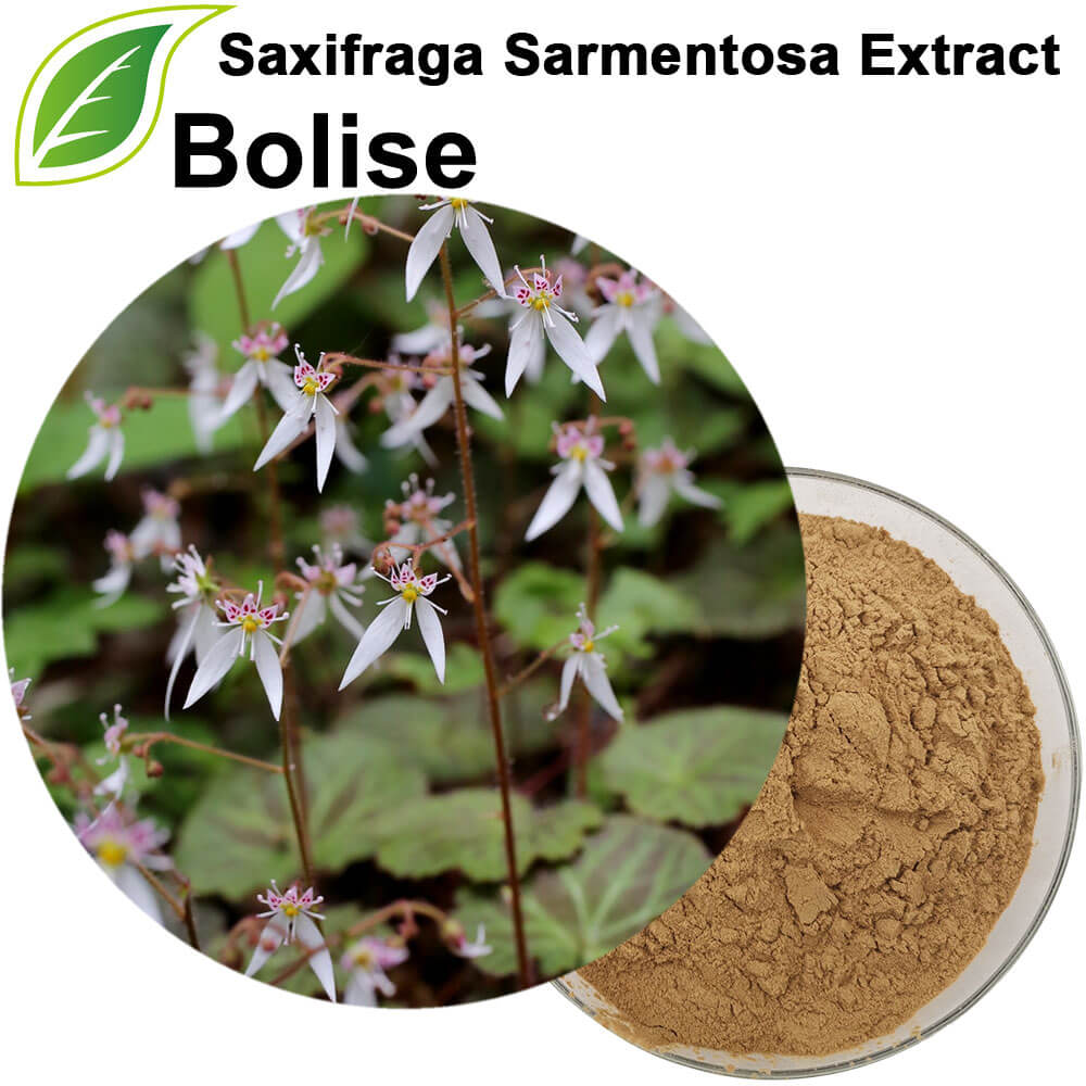 Strawberry Tigeria Extract(Saxifraga Sarmentosa Extract)