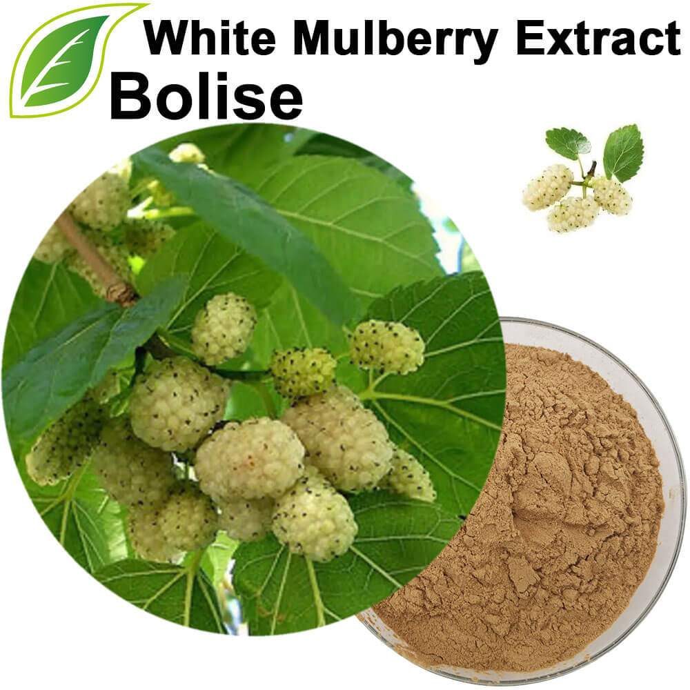 White Mulberry Extract