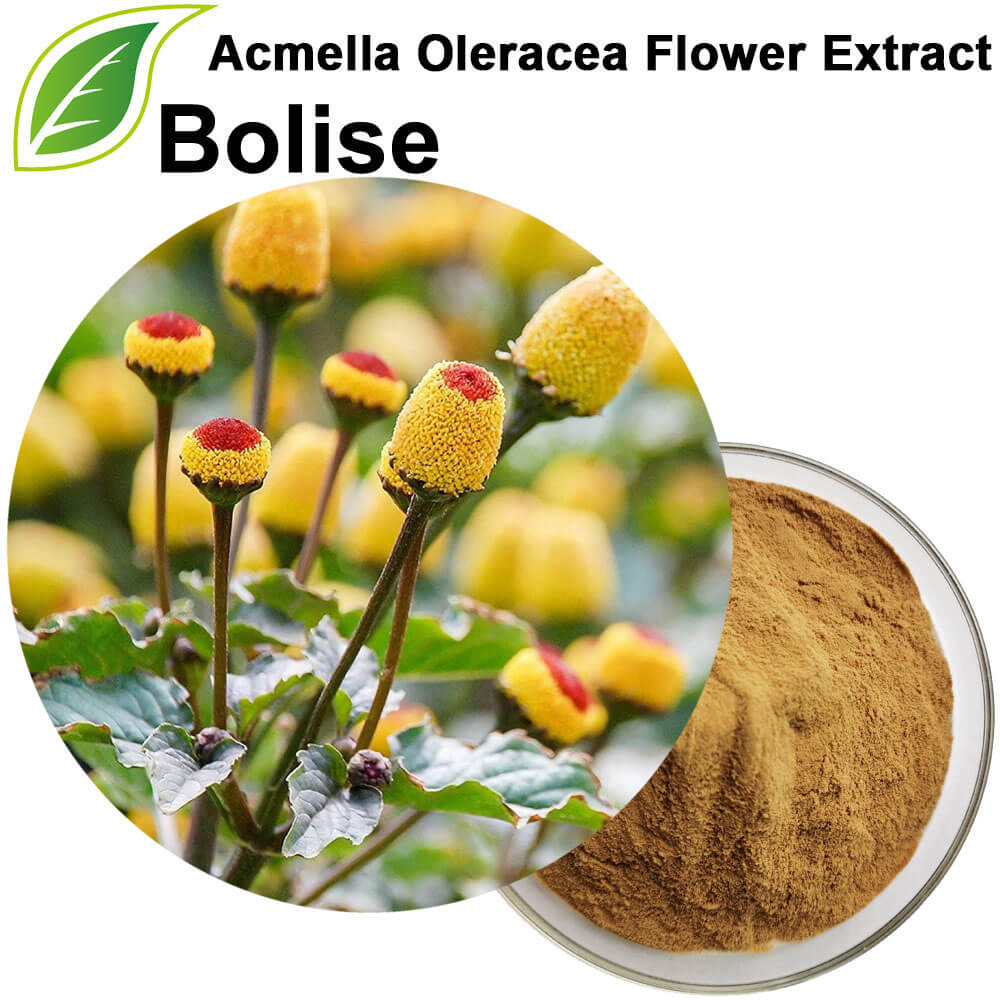 Acmella Oleracea Flower Extract