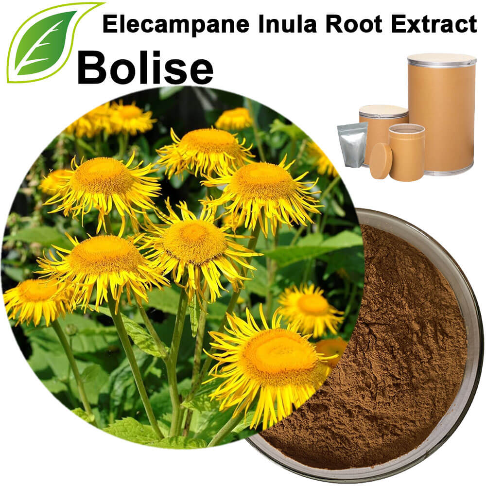 Elecampane Inula Root Extract