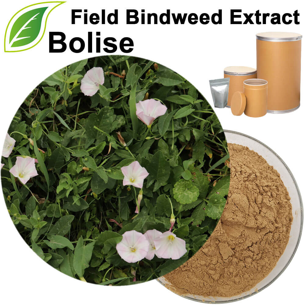Field Bindweed Extract