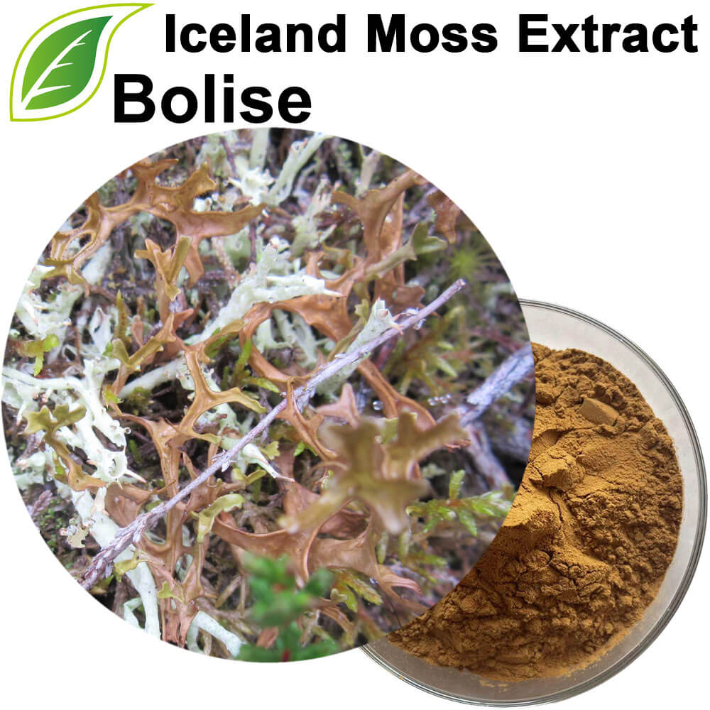 Extract Thalli Cetrariae (Iceland Moss Extract)