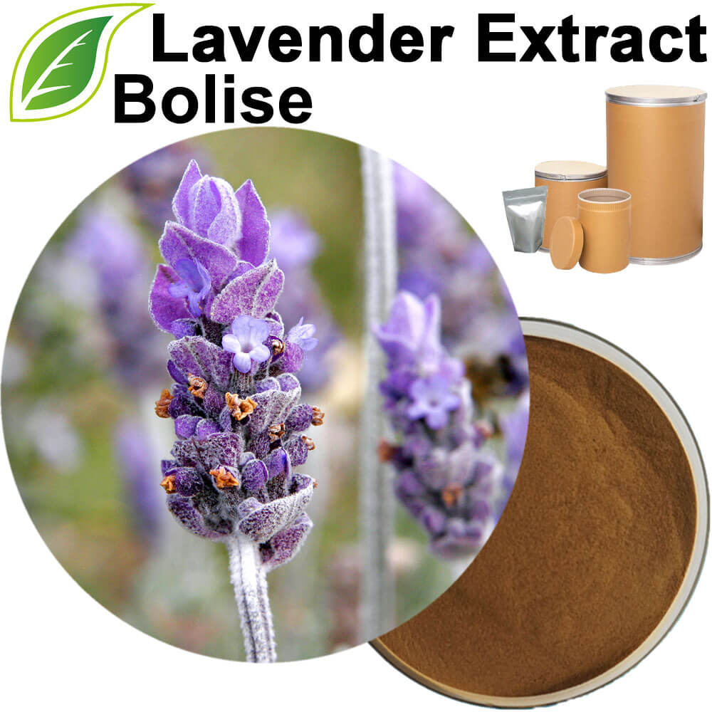 Lavender Extract