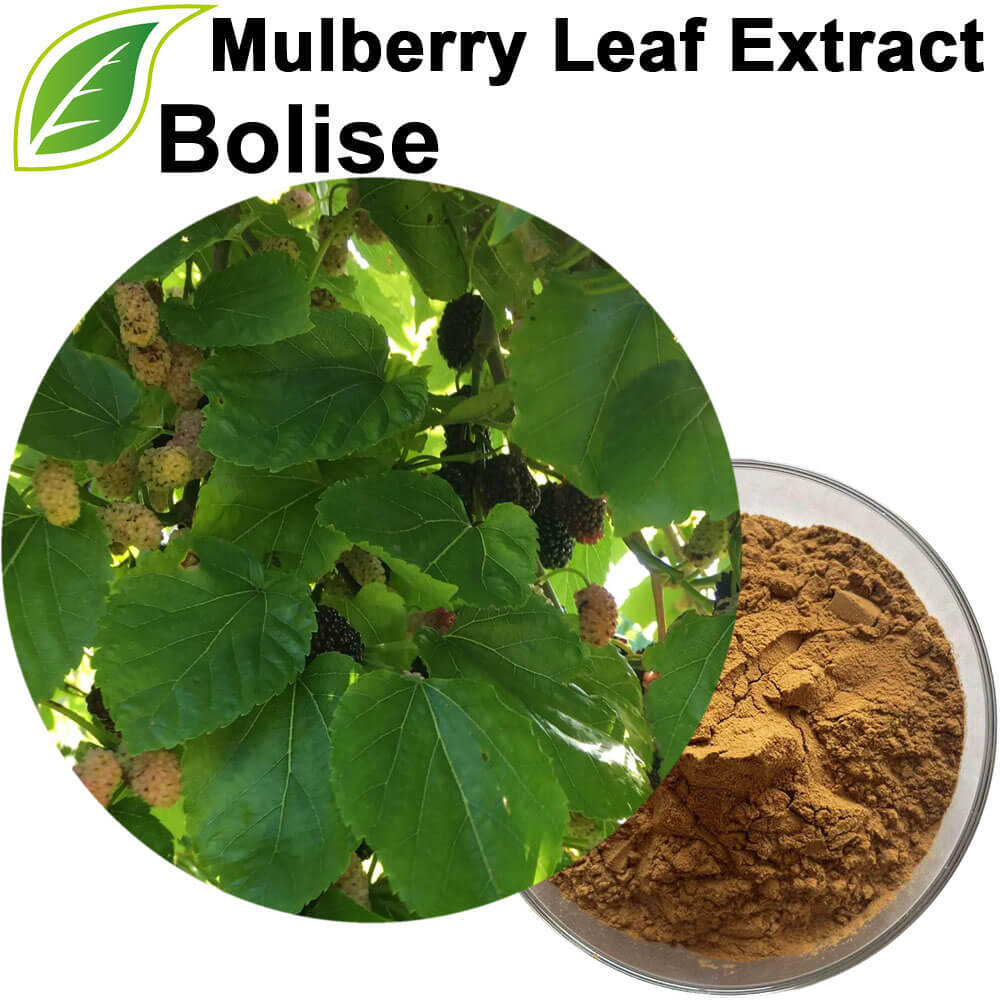 Mulberry Leaf Extract
