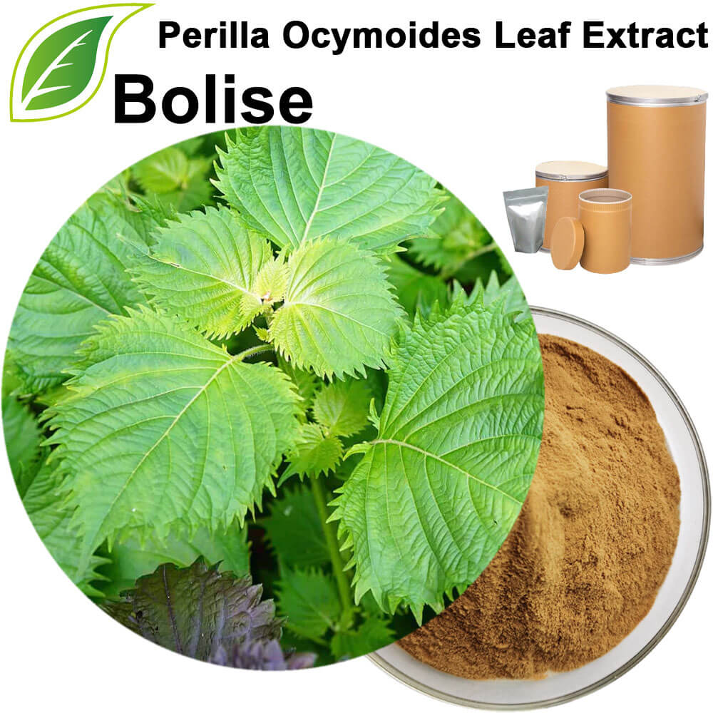 Perilla Ocymoides Leaf Extract