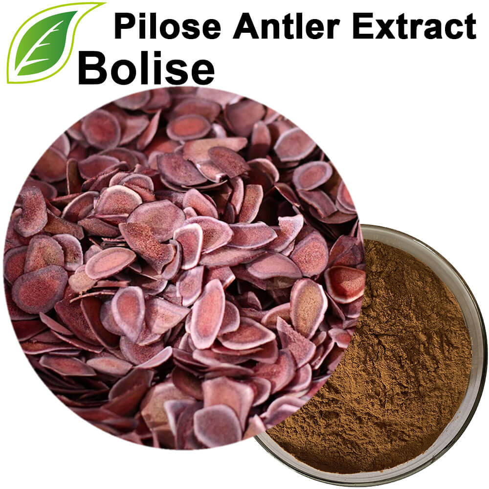 Pilose Antler Extract(Cornu Cervi Pantotrichum Extract)