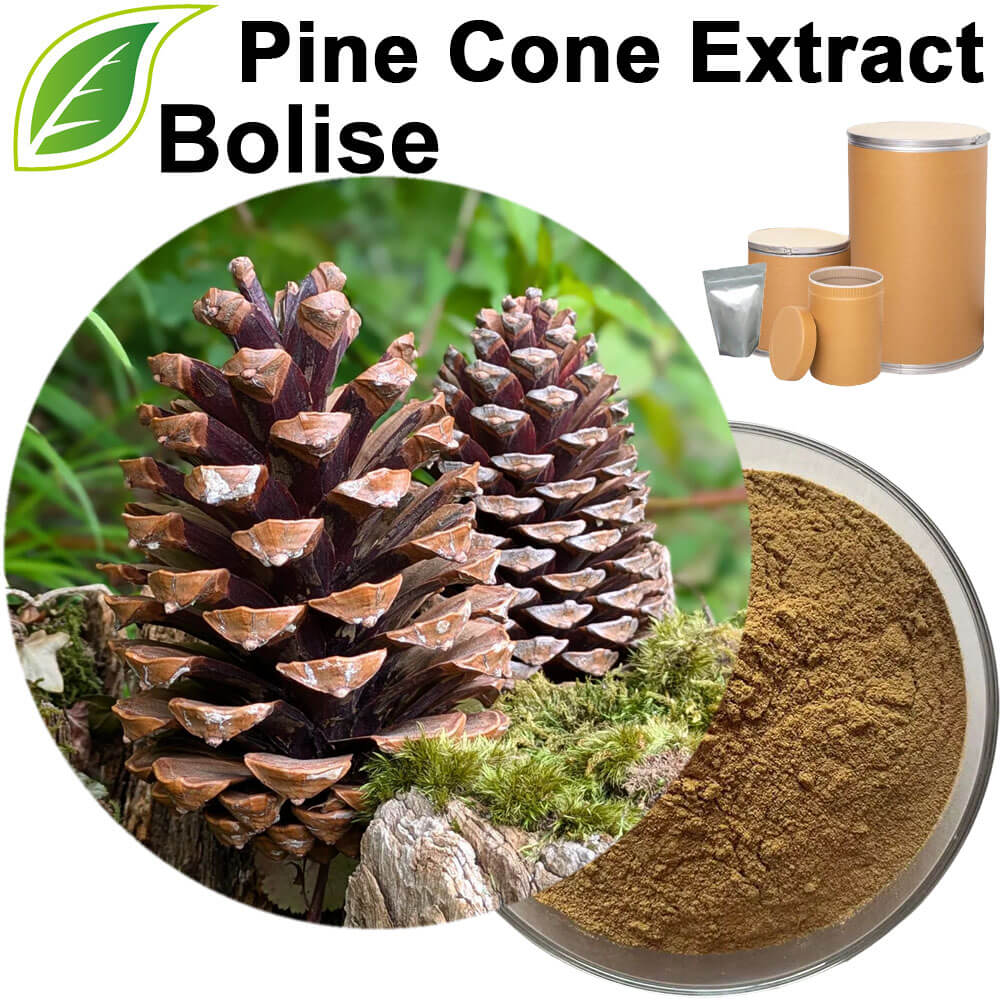 Pine Cone Extract