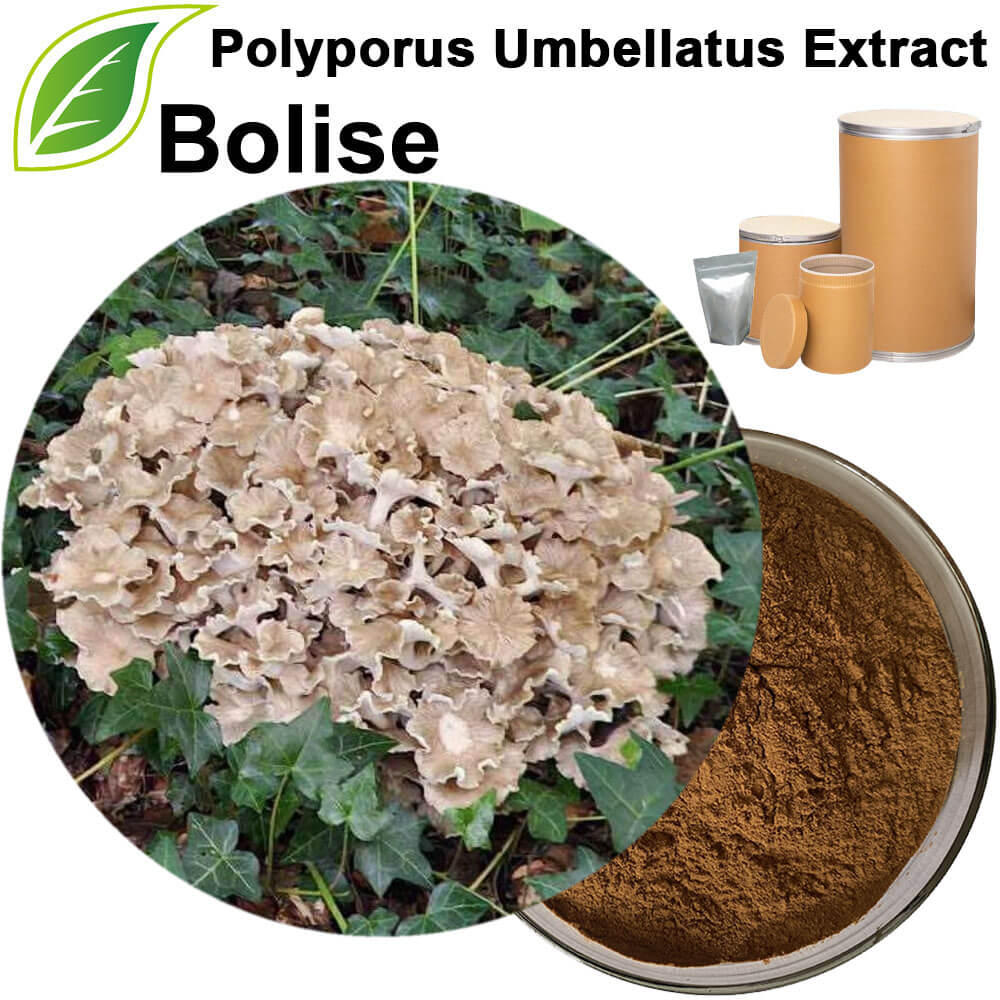 Zhu Ling Mushroom Powder(Polyporus Umbellatus Extract)
