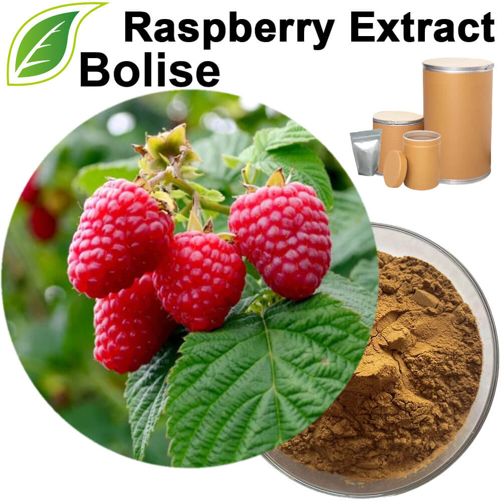 Raspberry Extract (Fructus Rubi Extract)
