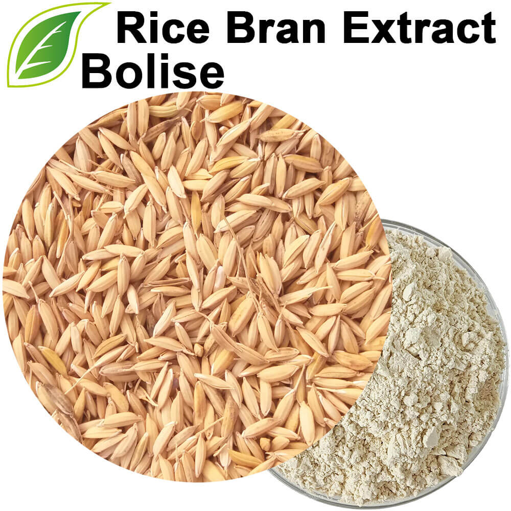 Rice Bran Extract Powder